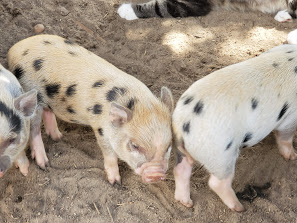 Miniature Juliana Pigs – Sandlin Farms