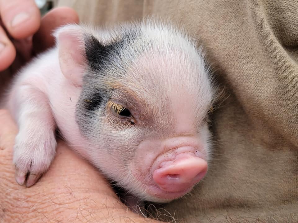 Miniature Juliana Pigs For Sale Sandlin Farms